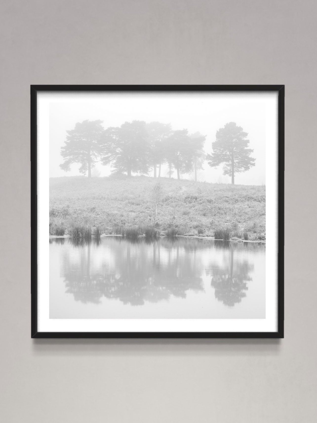 Misty Pine trees lake reflection