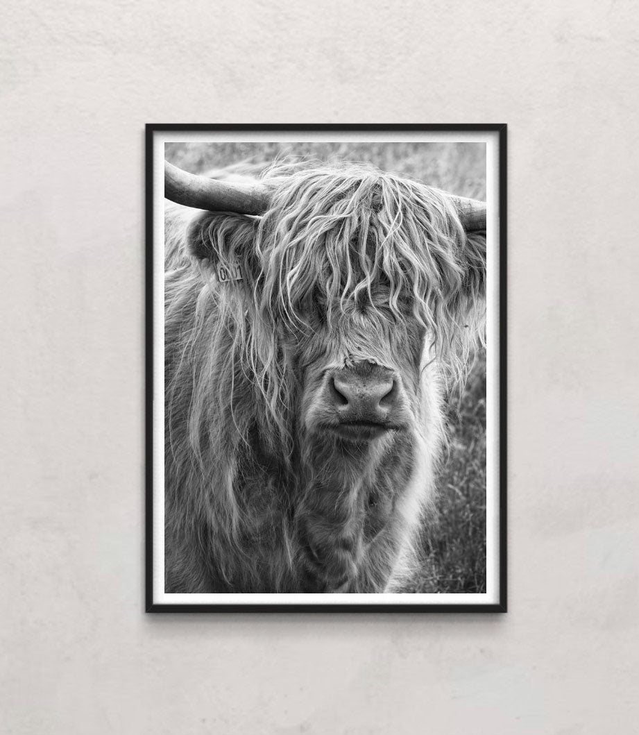 Highland cattle