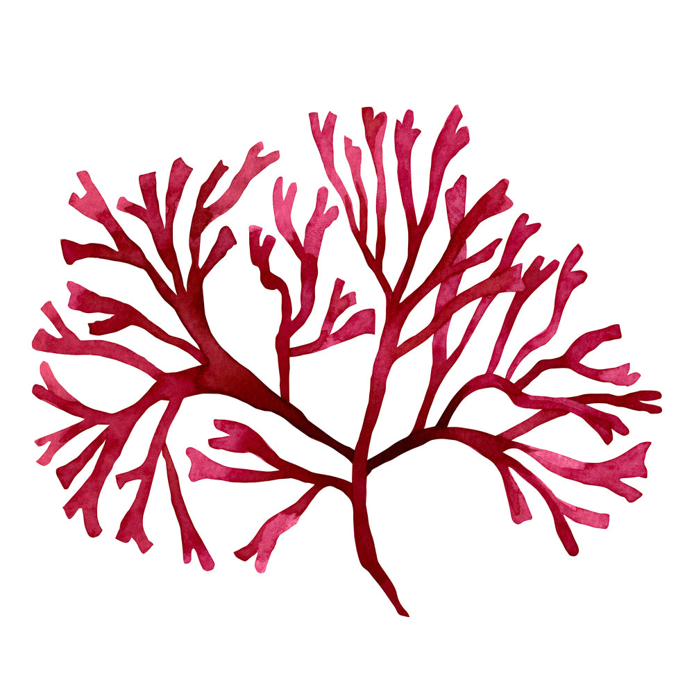 Red Seaweed