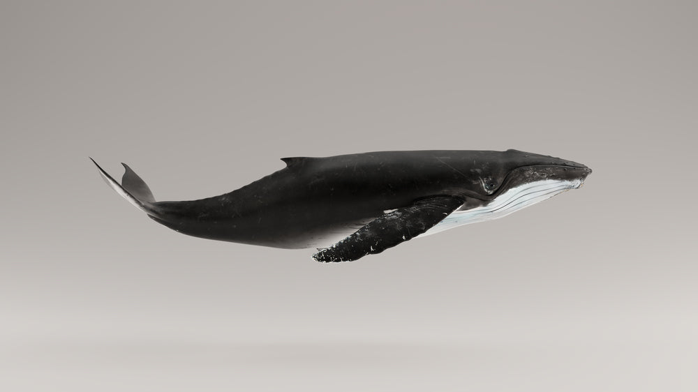 Humpback Whale