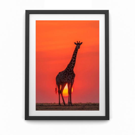 Sunset Giraffe