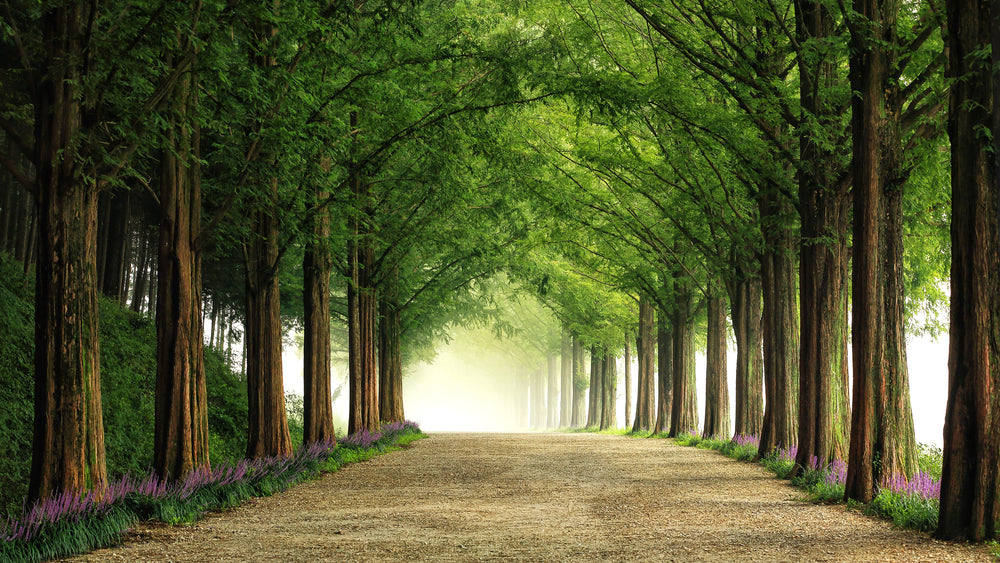 Metasequoia Road