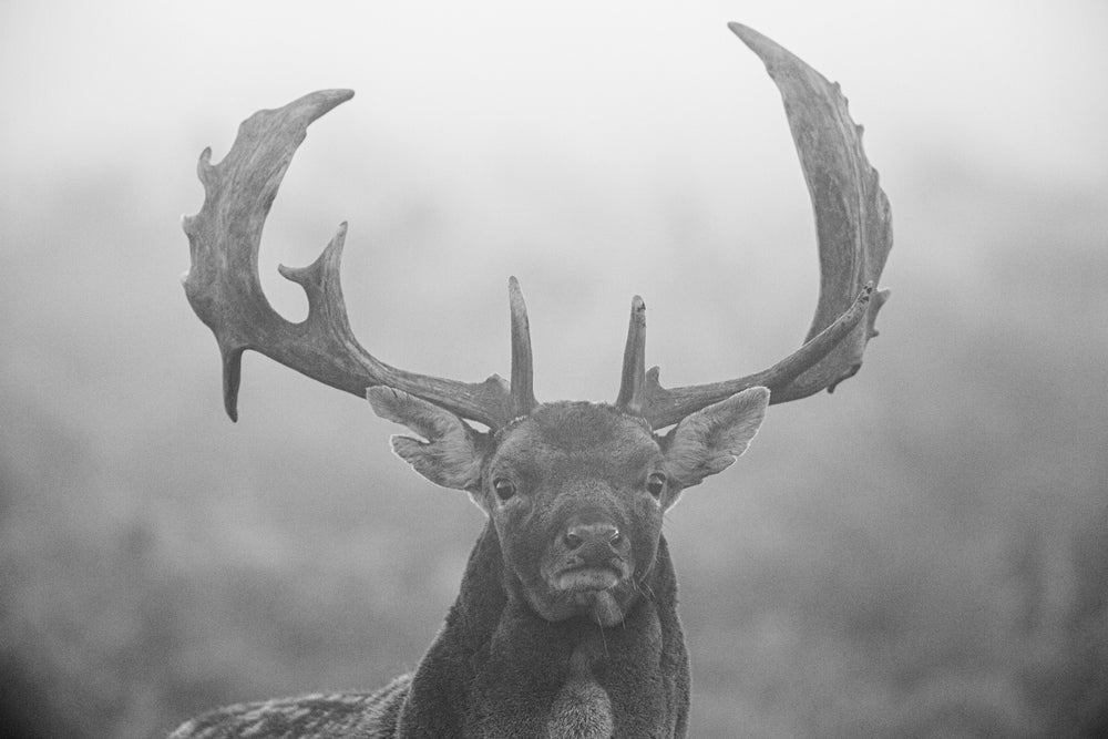 Fallow Deer