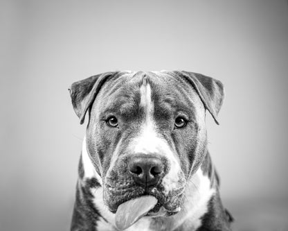 American Staffordshire terrier