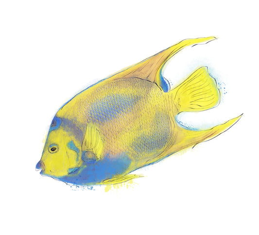 Queen Angelfish