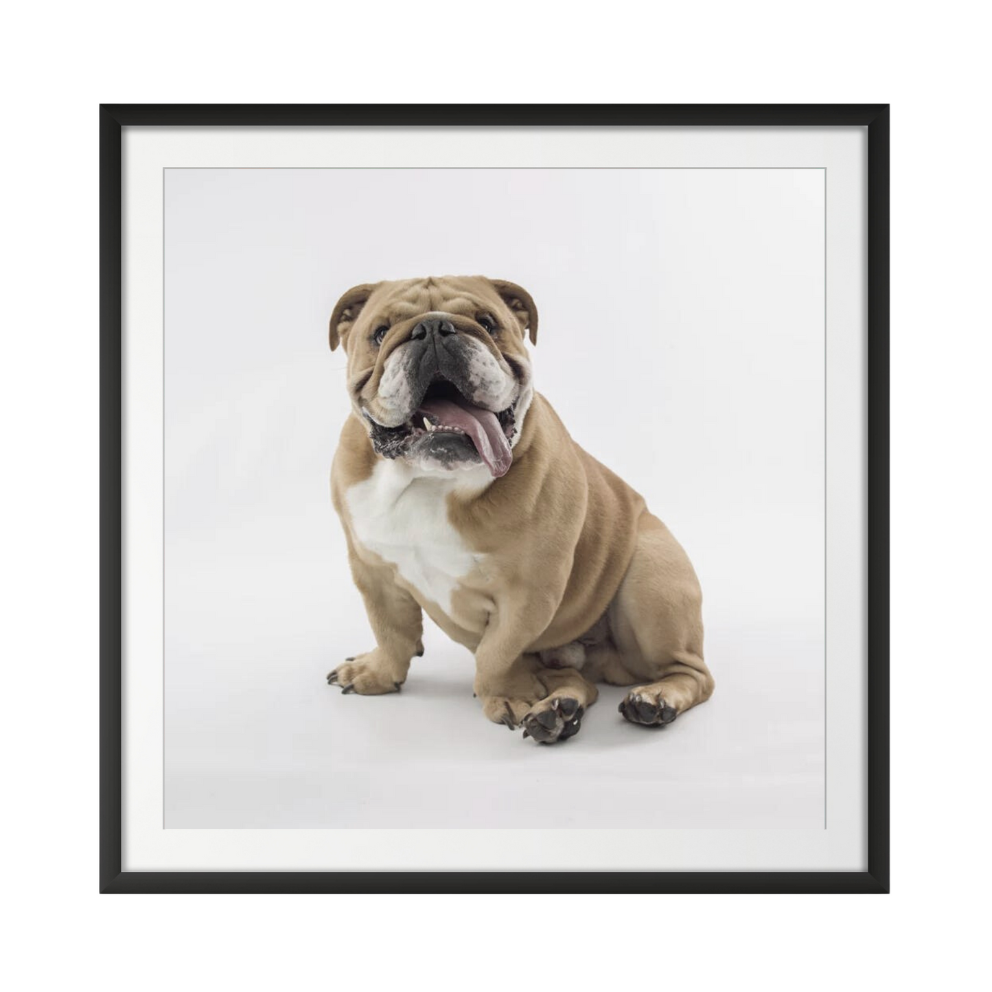 British Bulldog on white background