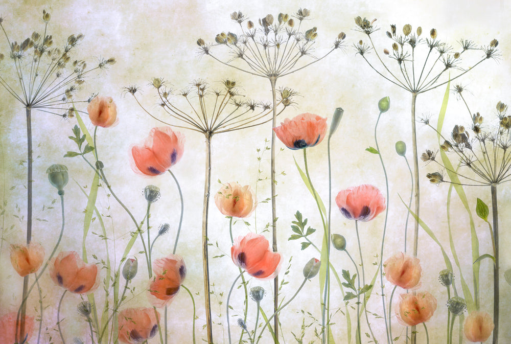 Poppy Meadow