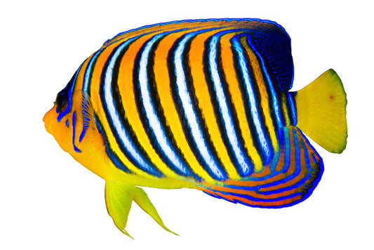 Royal angelfish