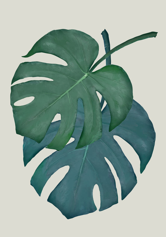 Monstera Aqua 06