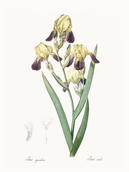 Delicate Iris IV