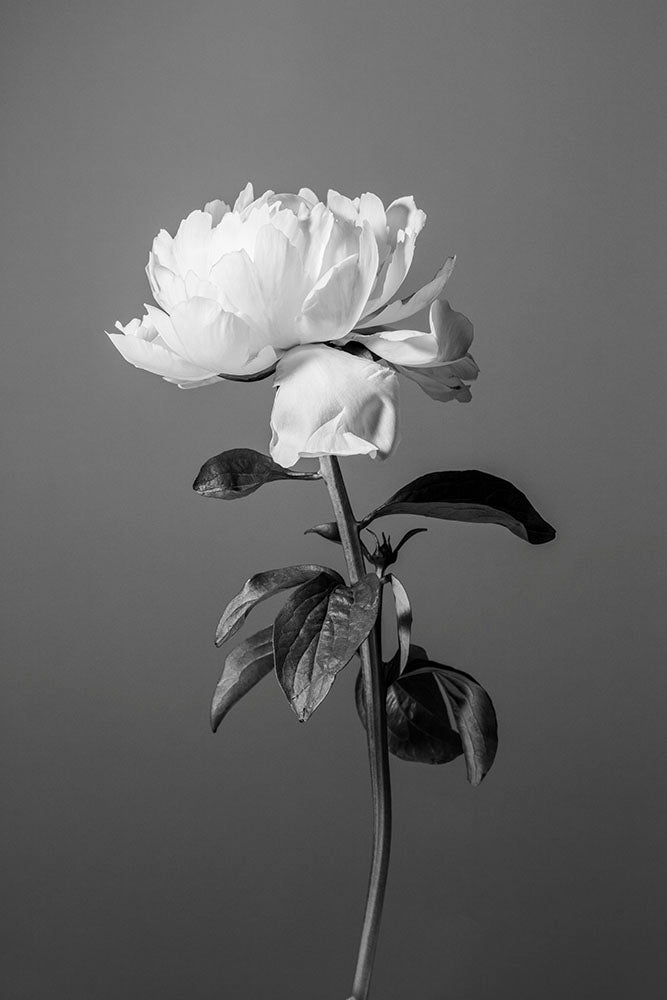 Peony BW