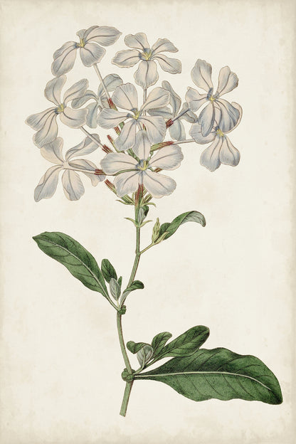 Antique Botanical Collection VIII