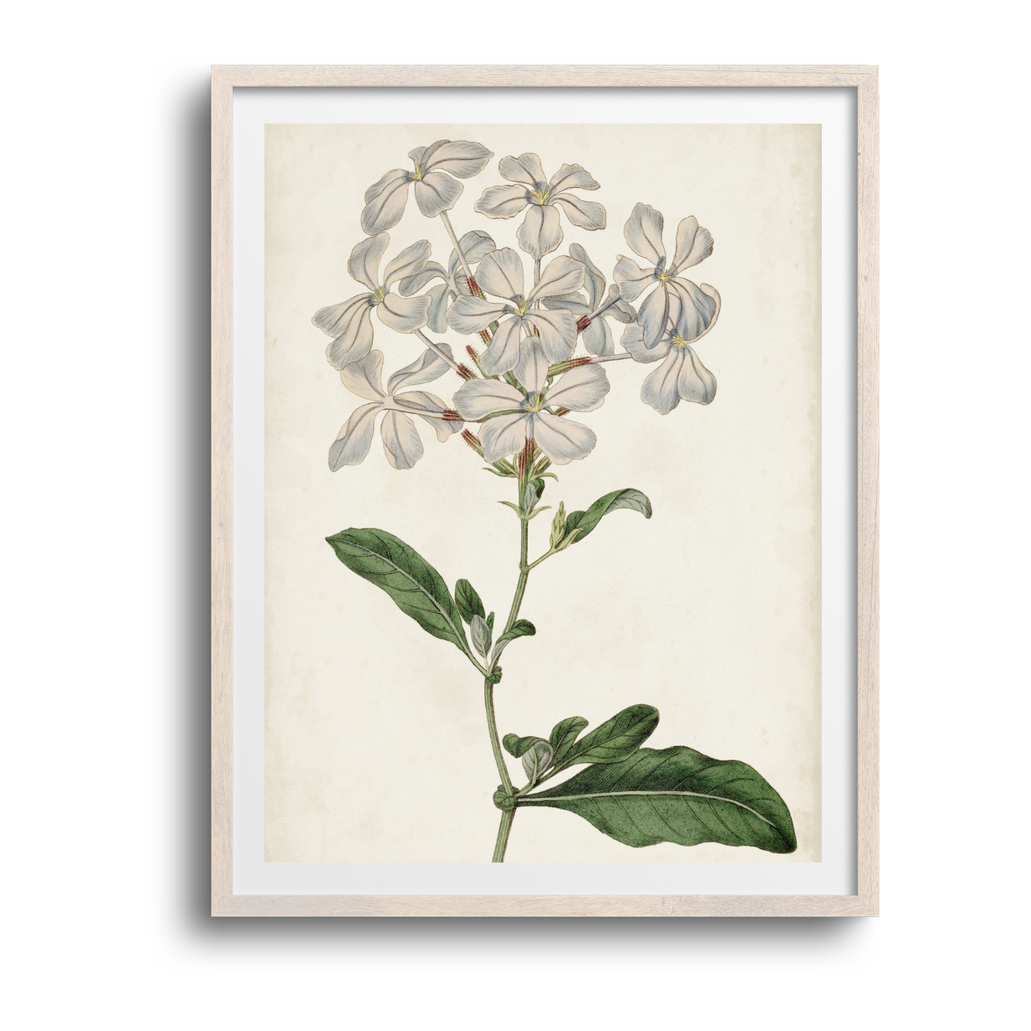 Antique Botanical Collection VIII