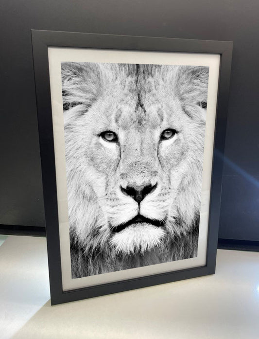 Lion Portrait Print B&W