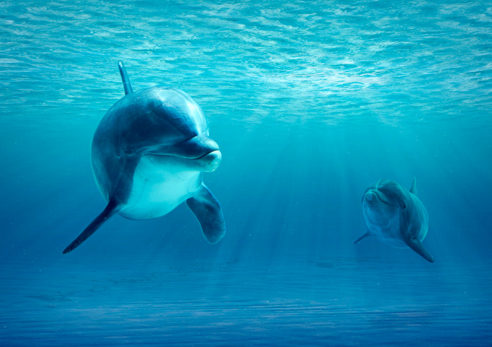 Two Dolphins Under Water