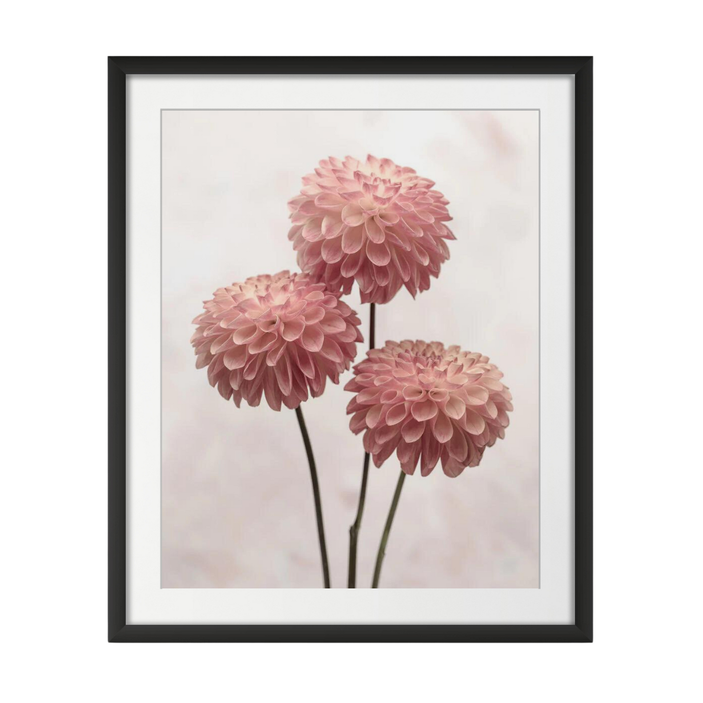 Three Dahlia flowers on white background