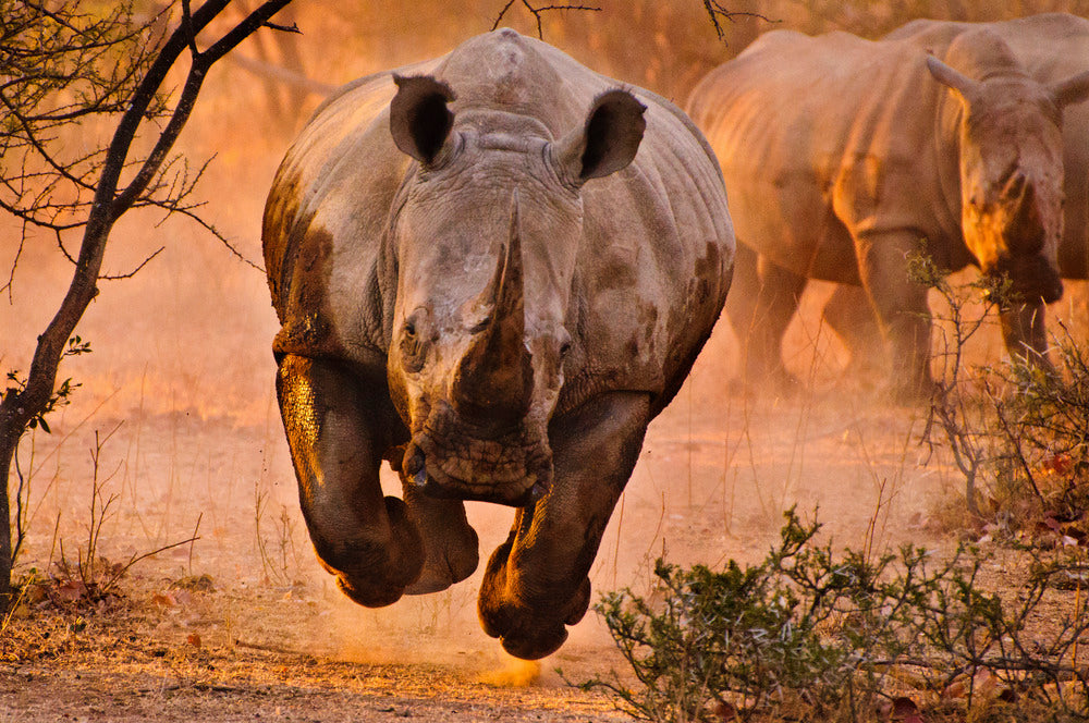 Rhino learning to fly