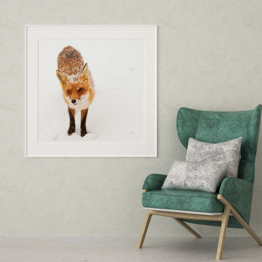 Red Fox I