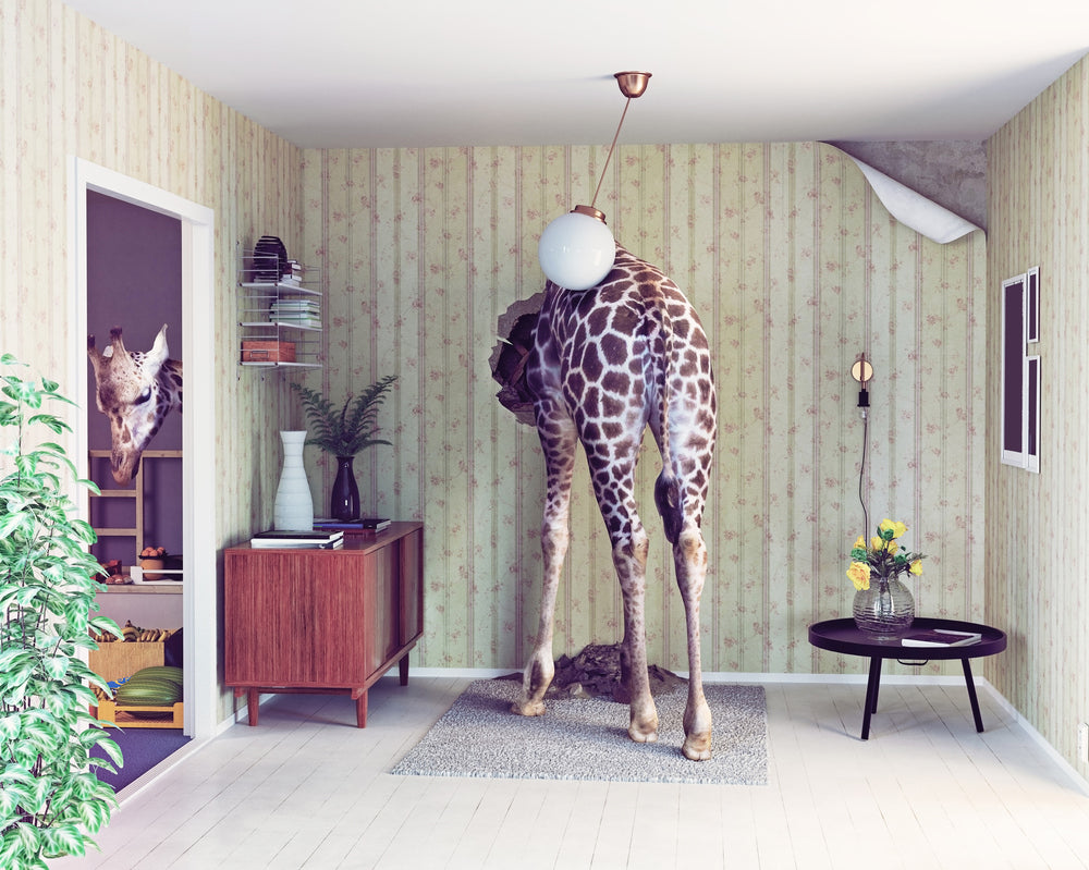 giraffe in the living room