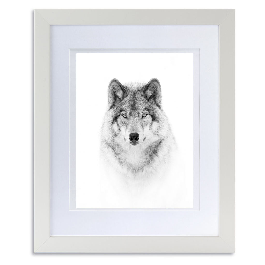 Portrait of a Timber Wolf