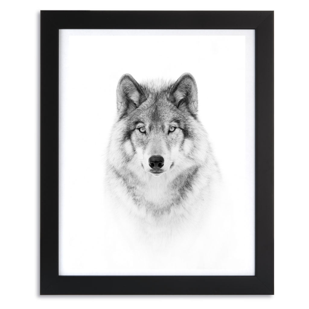 Portrait of a Timber Wolf