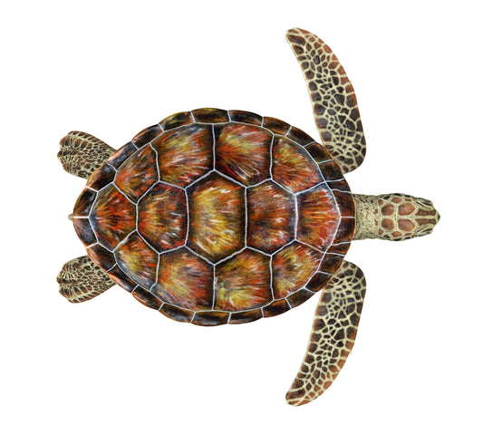 Sea Turtle Isolated