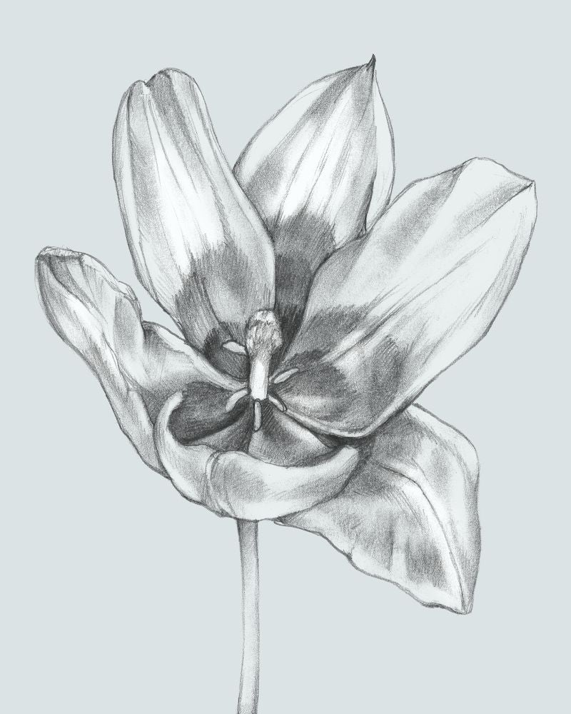 Silvery Blue Tulips II