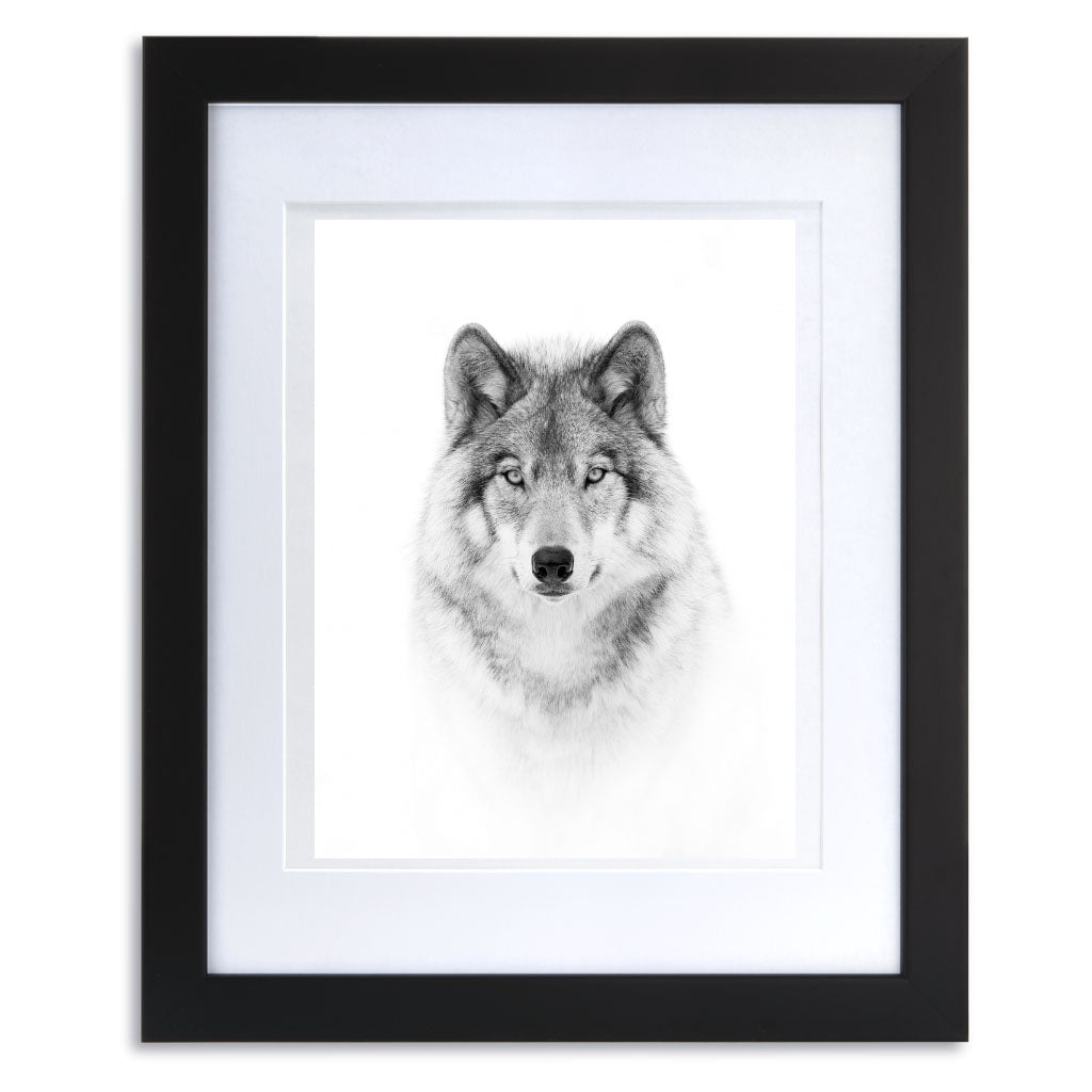 Portrait of a Timber Wolf